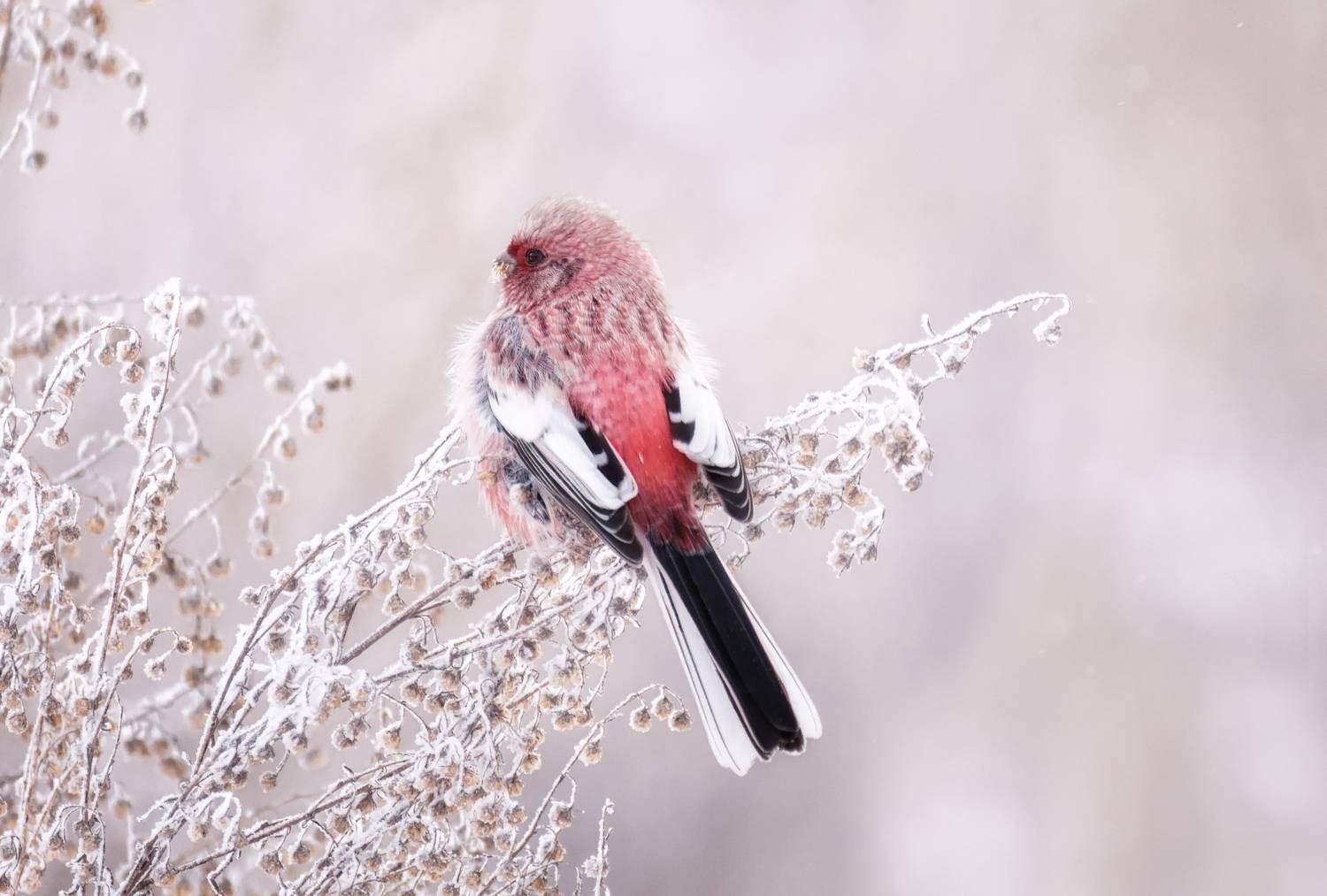 птица, урагус, самец, зима,, Мочалова Марина