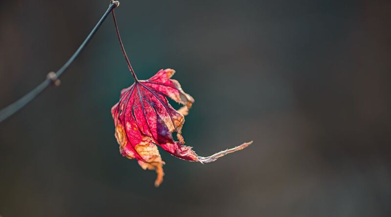 Красная шапочка фото превью