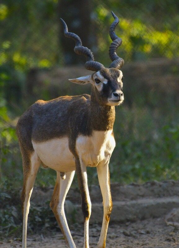 Frame фото превью