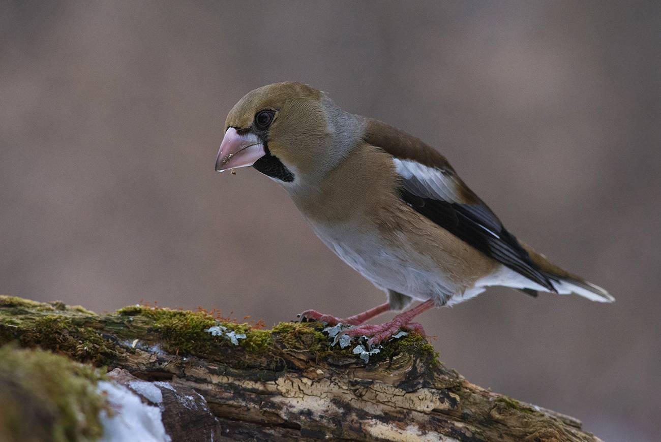 дубонос,самка,декабрь, Иван