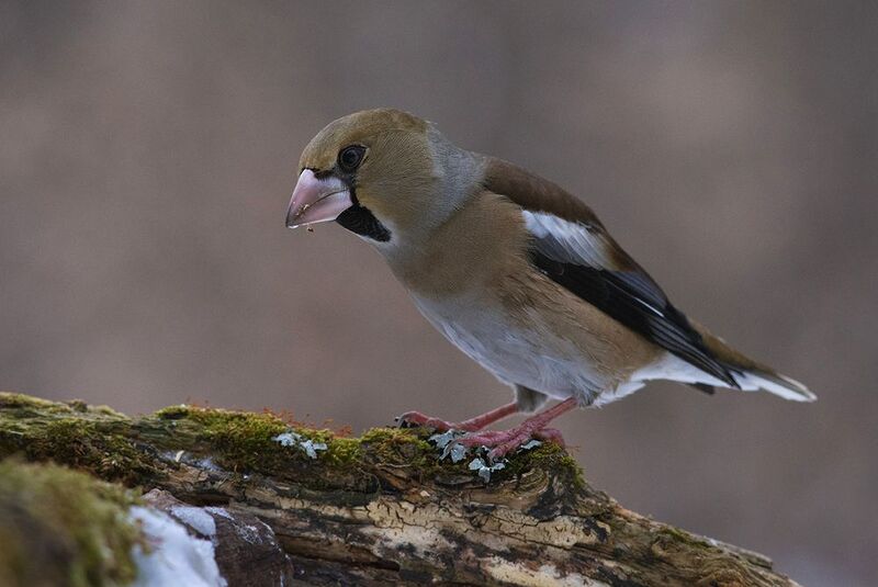 дубонос,самка,декабрь Трудные времена... фото превью