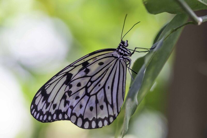 Butterfly фото превью