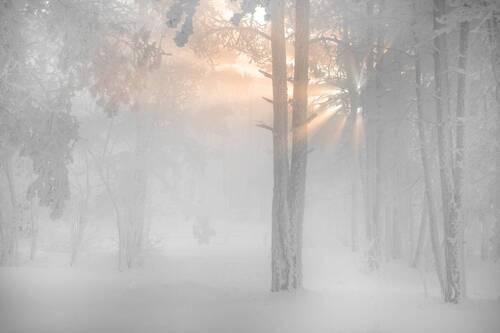 Молочный лес