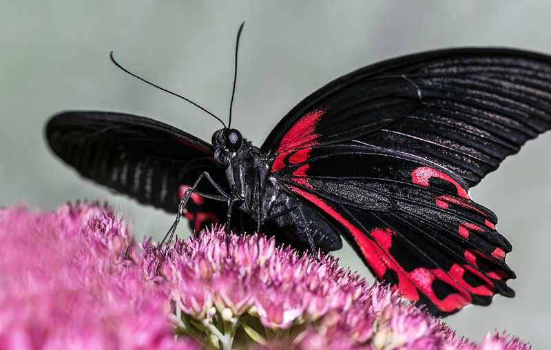 Парусник румянцева фото превью
