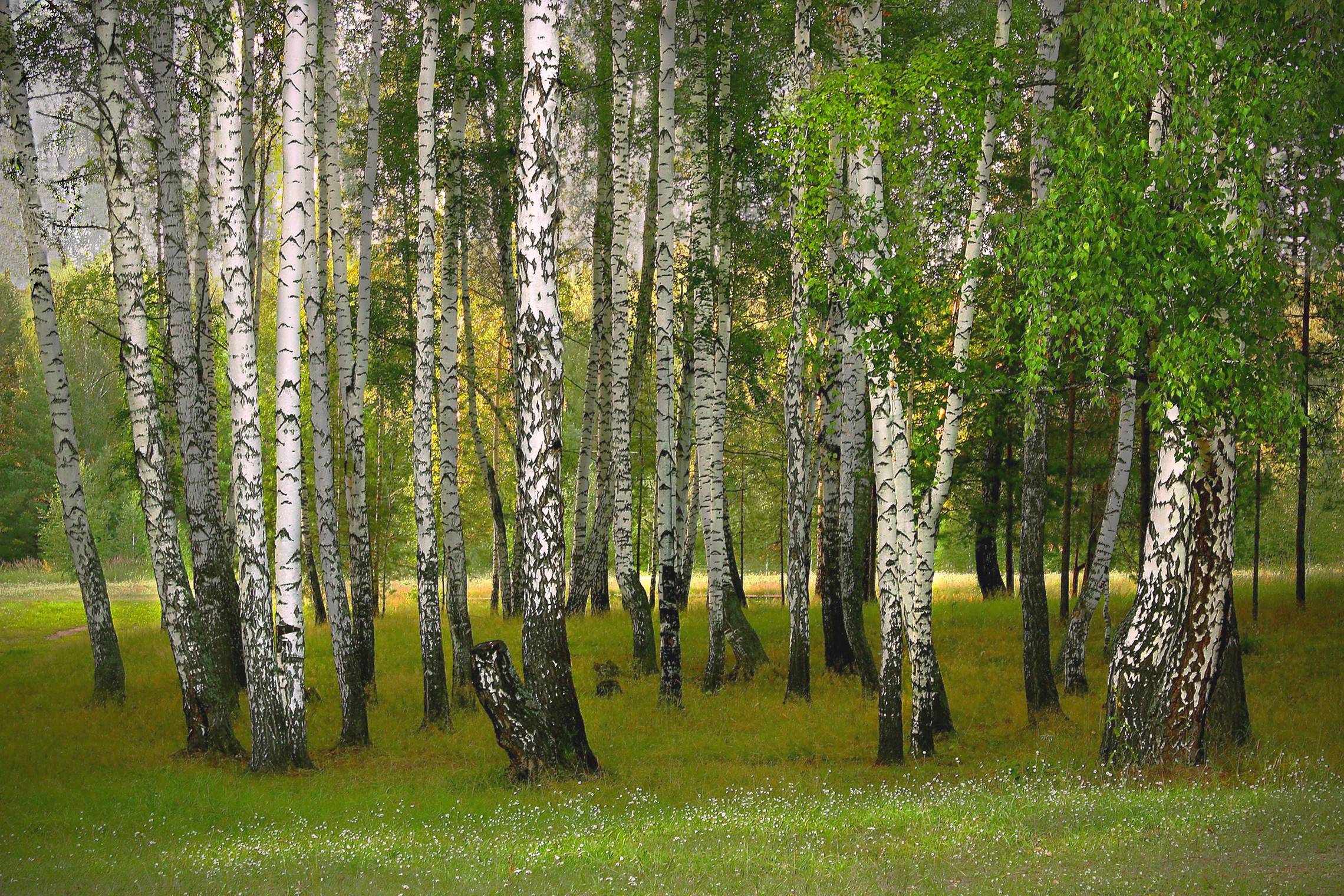 , Заболотская Ольга