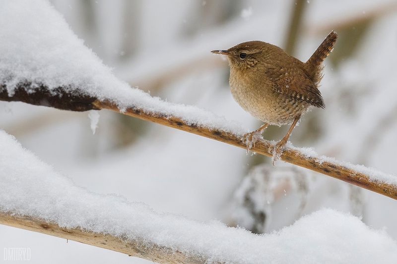 Крапивник фото превью