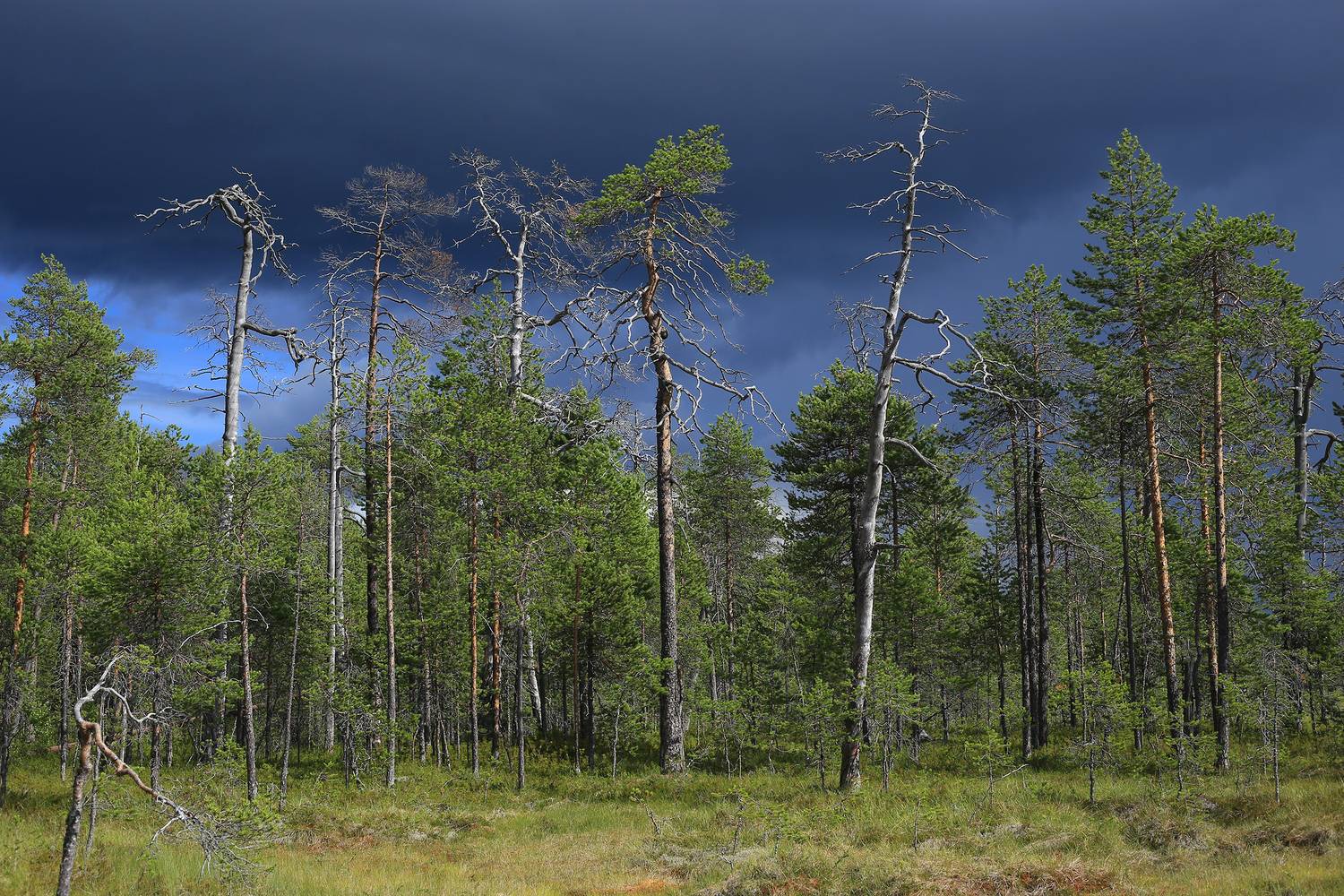 , Елена Михайлова