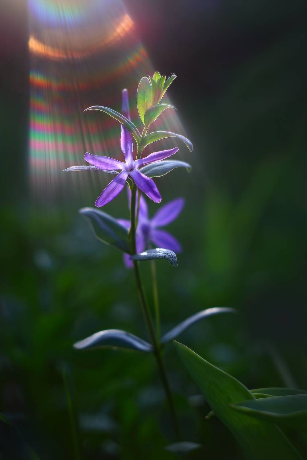 лето утро барвинок лучи солнце, Петриченко Валерий