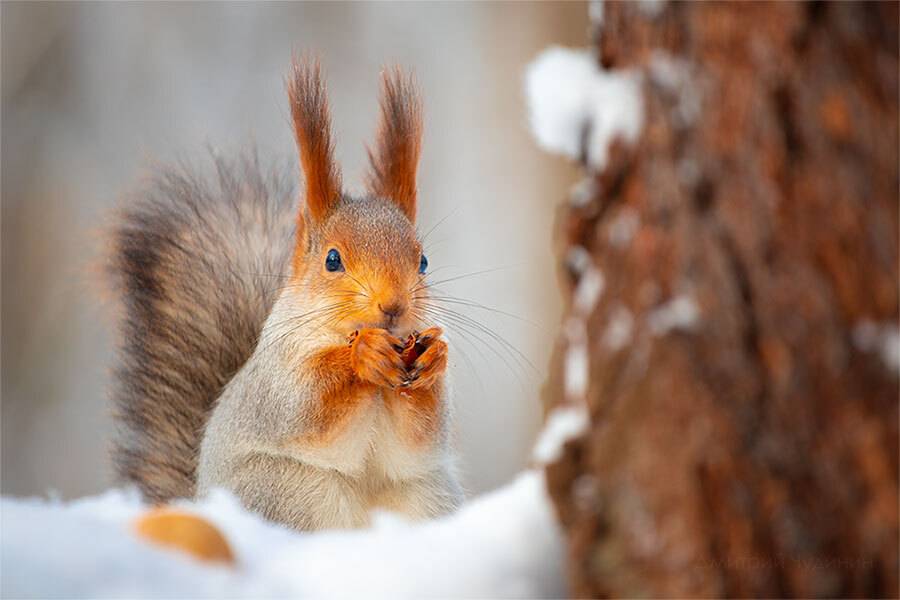 , Чудинин Дмитрий