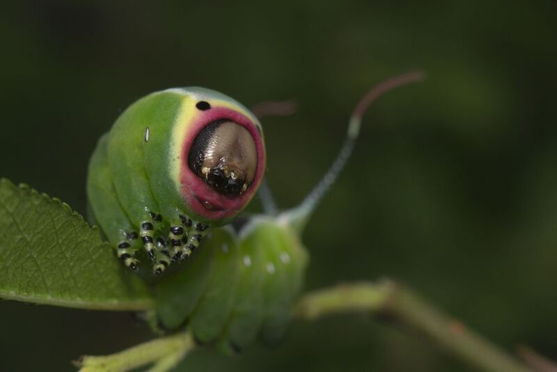 Cerura vinula caterpillar фото превью