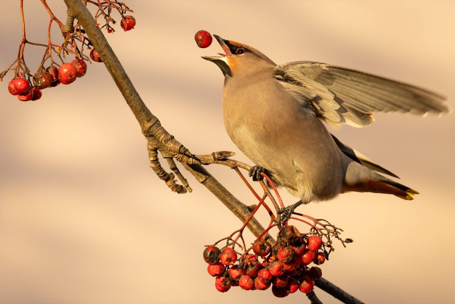 свиристель, птицы, рябина, Ruslan Pl
