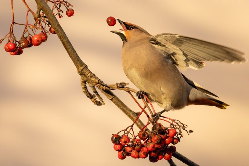 свиристель, птицы, рябина Жонглер фото превью