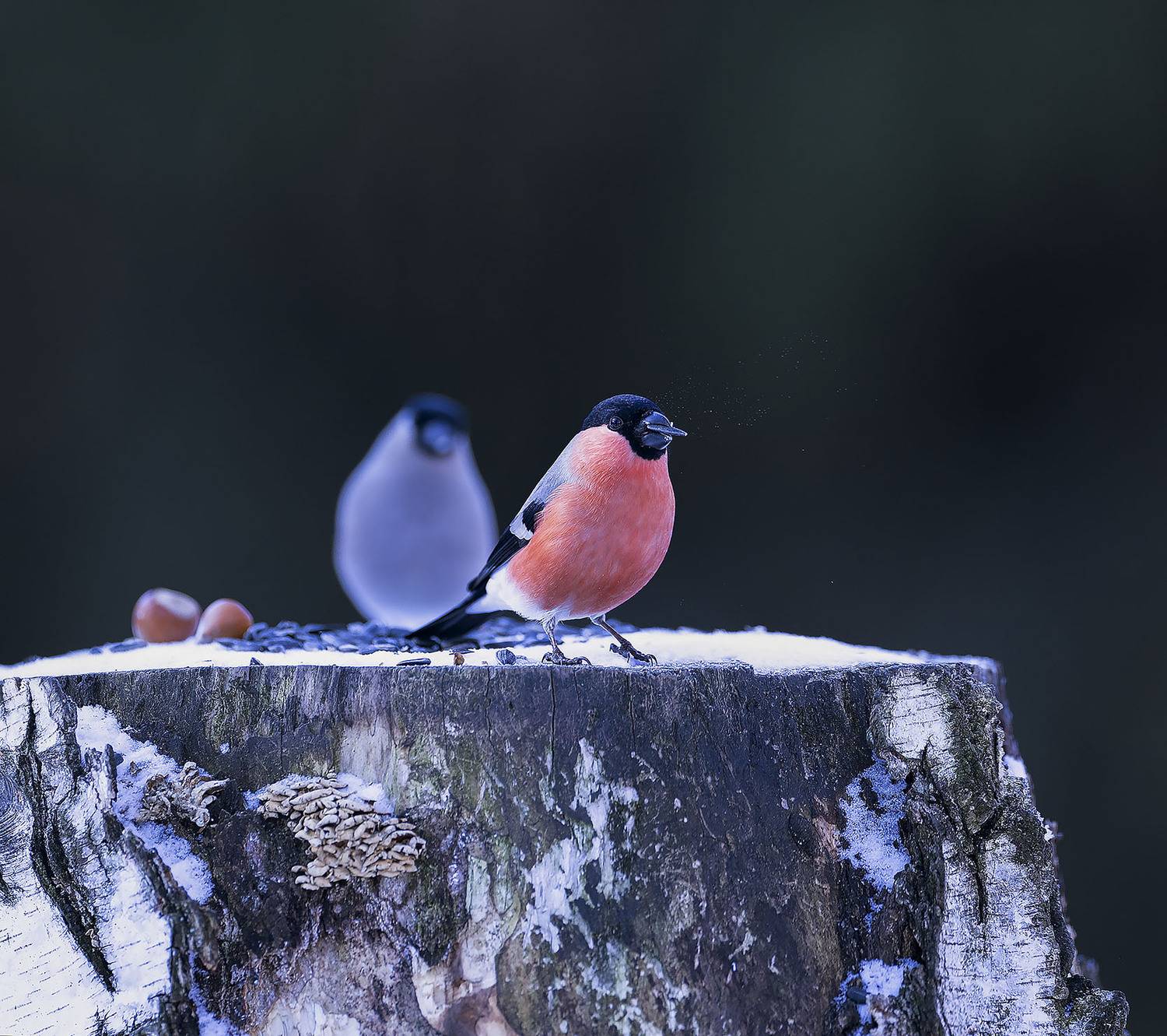 снегири, красота, зима, романтика, birds, forest, nature, Стукалова Юлия