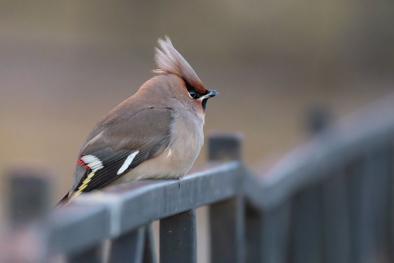свиристель, птицы Мечтатель фото превью