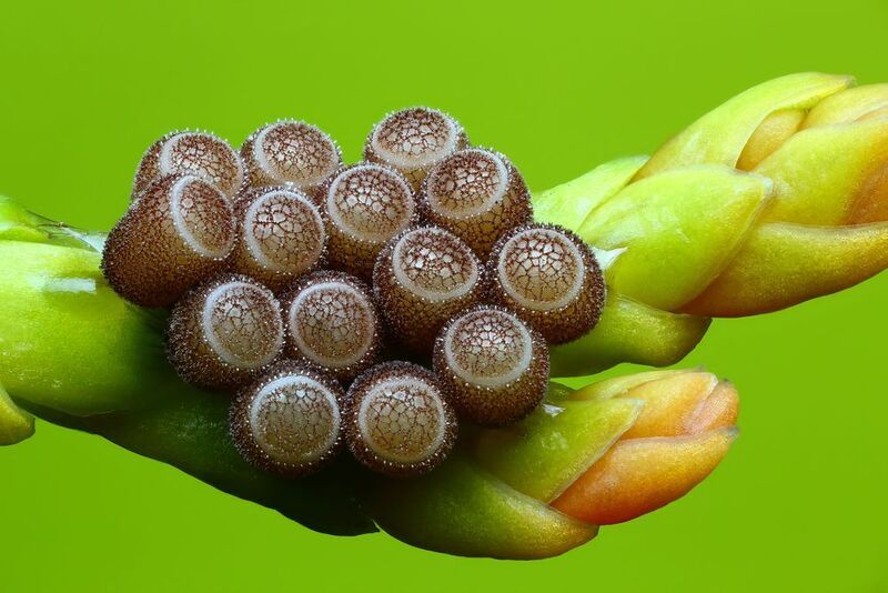 макро, природа, животное, растение, цвет, фото, зеленый, клоп, трава Кладка фото превью