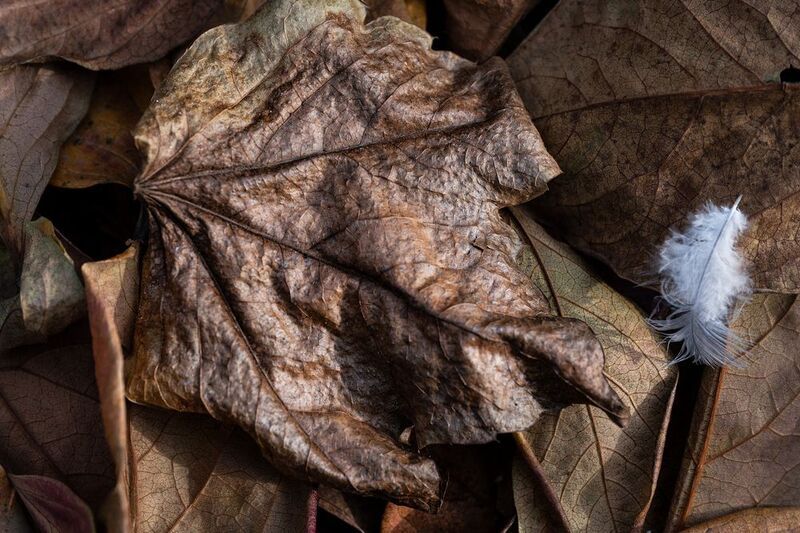 Хурма поспела*** фото превью