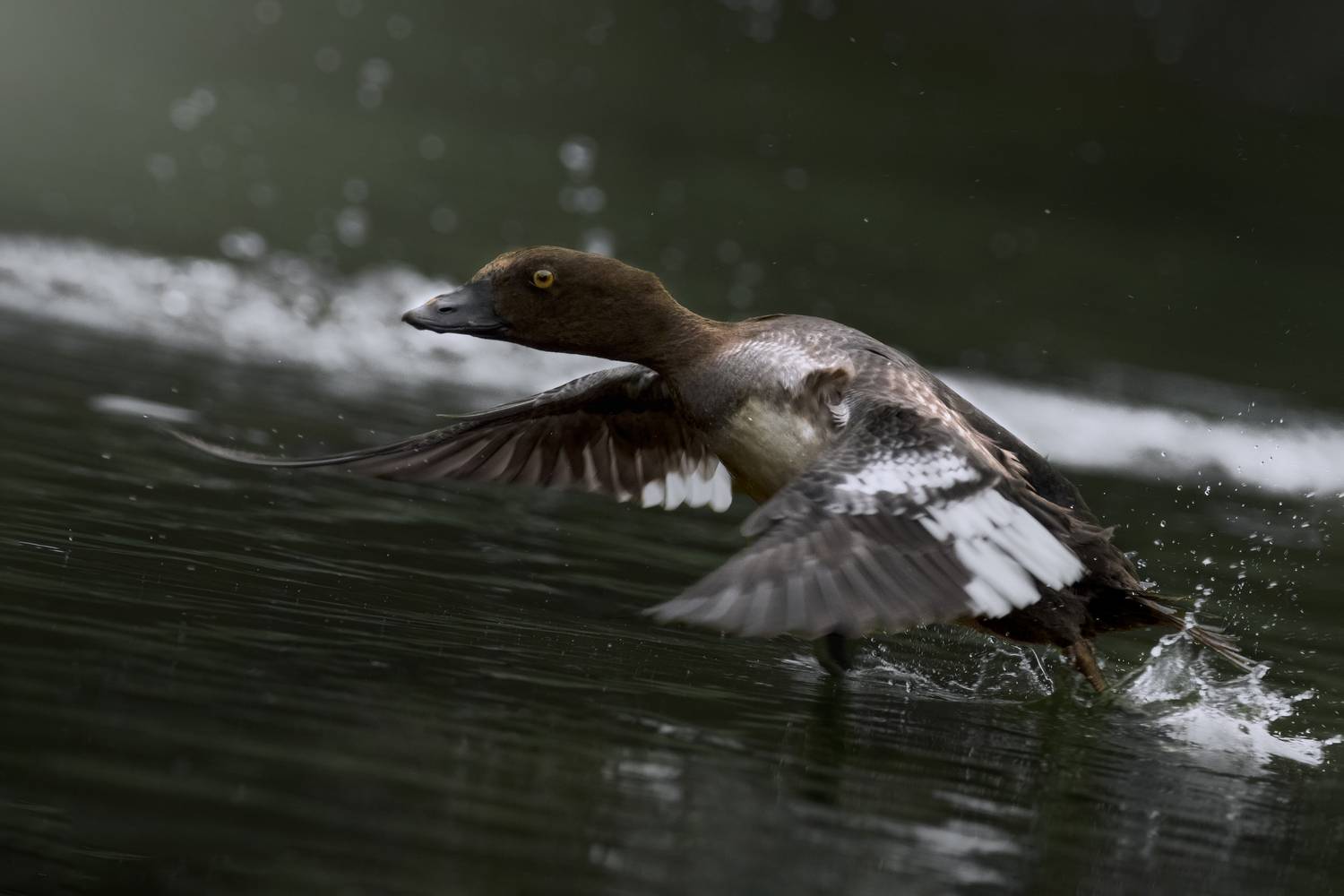 гоголь, common goldeneye, Bucephala clangula, птица, дикая природа, duck, птицы России, birdwatching, nature, wildlife photography, close-up bird, Полина Шальнева
