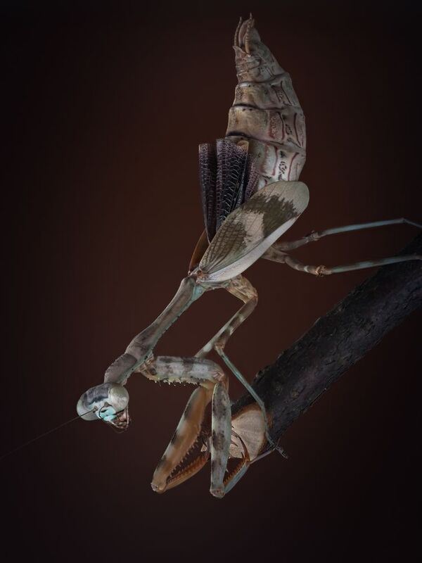 Африканский короткокрылый богомол фото превью