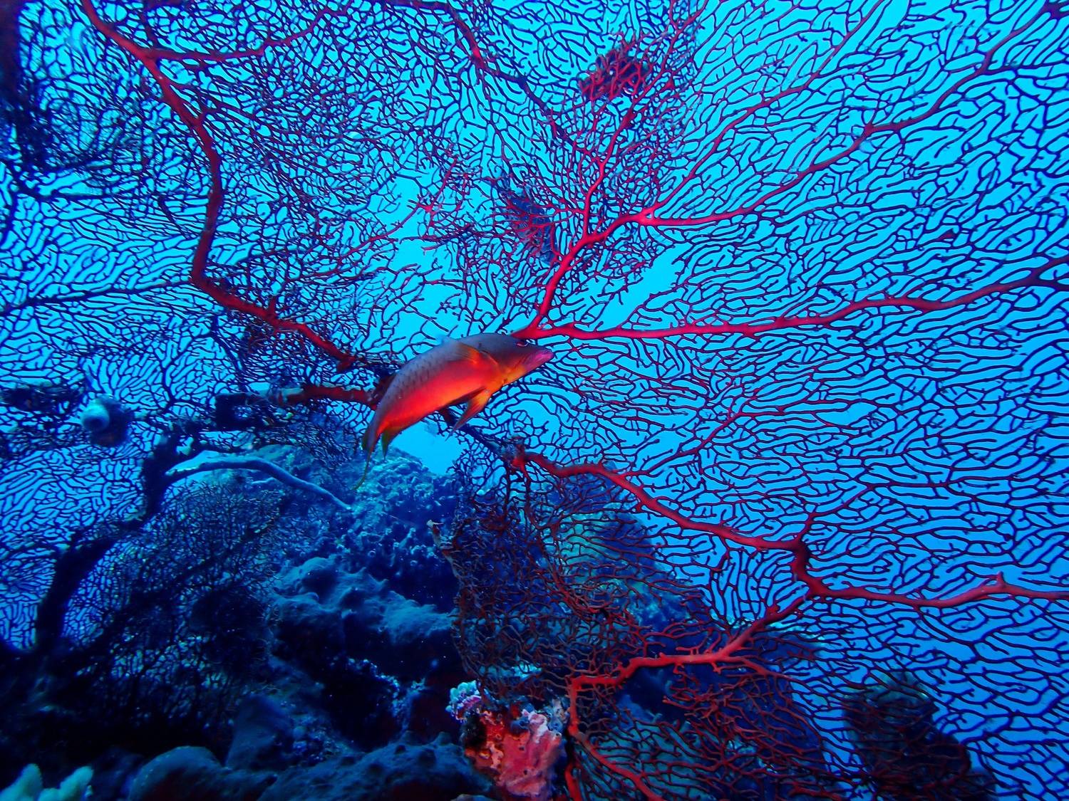 Подводное фото, Кирилл Леднев