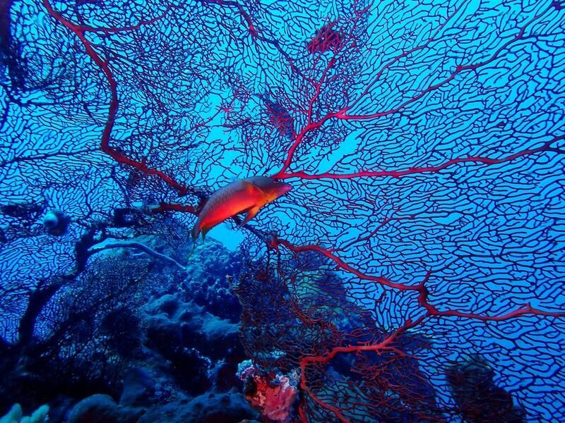 В сетях кровеносных капилляров  фото превью