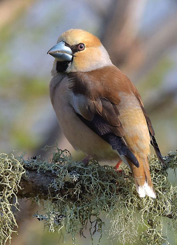 Дубовый нос фото превью