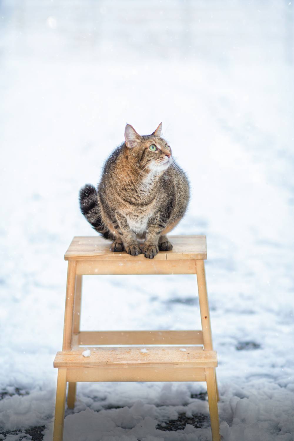 , Рязанцева Анастасия