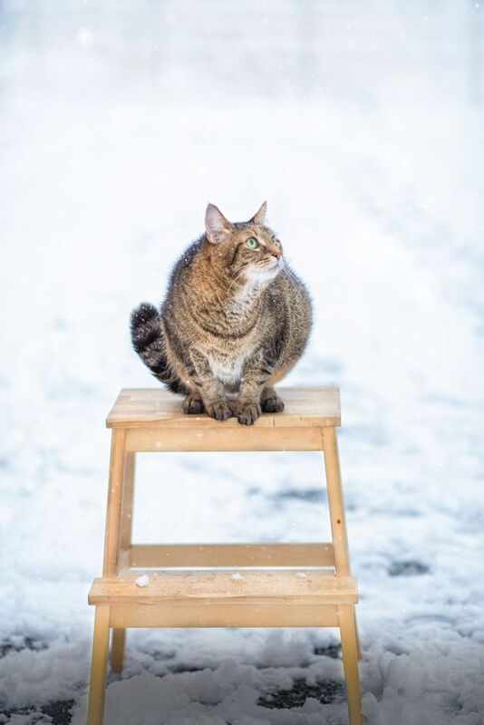 Котик Хасан фото превью
