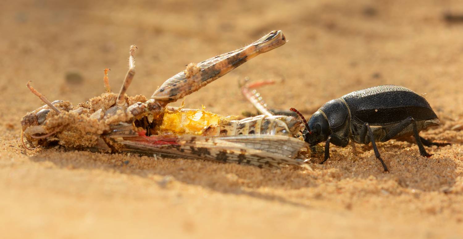 жук, падальщик, саранча, толстяки, pimelia, чернотелки, tenebrionidae, Павел Черенков