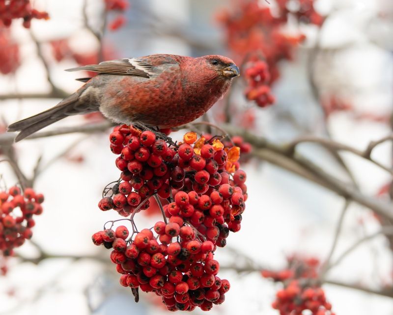 щур, рябина, птицы Щур фото превью