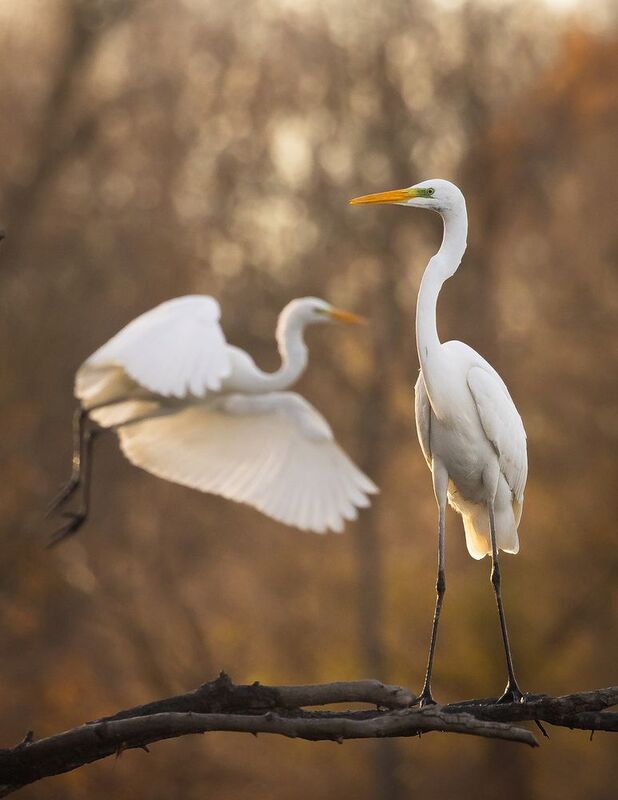 Herons фото превью