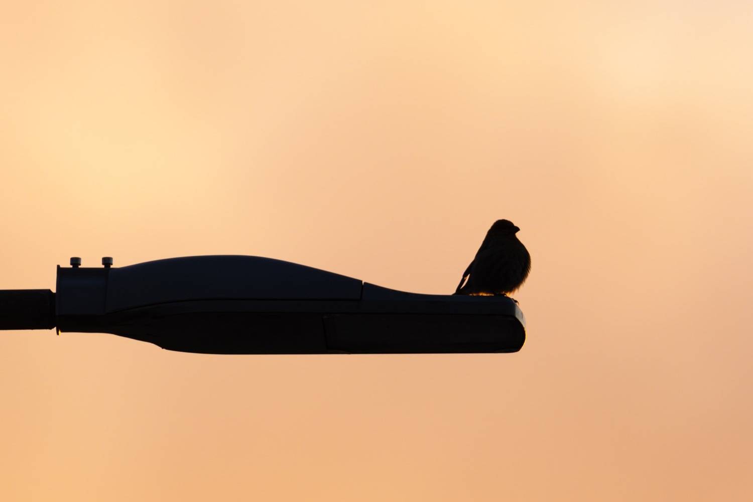 силуэт, щур, птицы, закат, Ruslan Pl