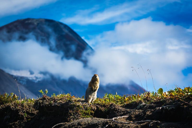 американский; берингийский; арктический; американский длиннохвостый суслик; евражка; грызун; туристы; телефон; камчатка Евражки фото превью