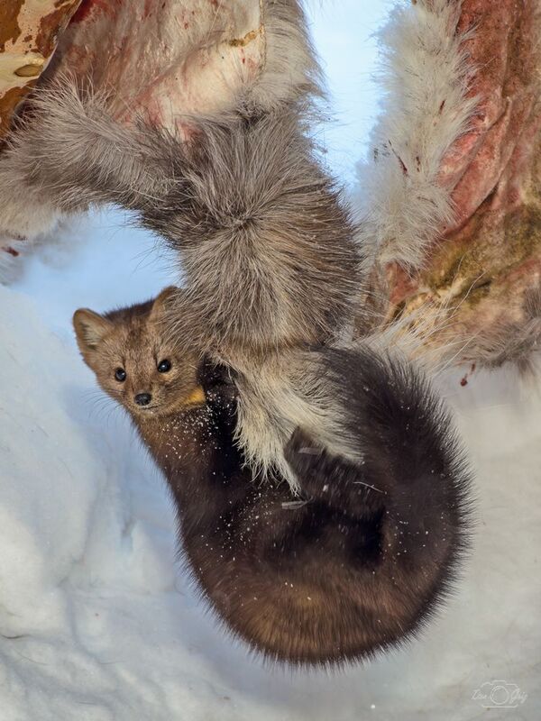 Маленький, но хищный зверрр фото превью