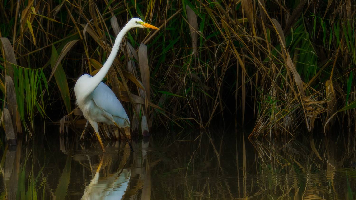 , Евгений Шварцман