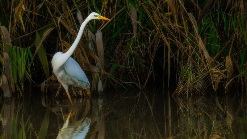 Грациозный охотник фото превью