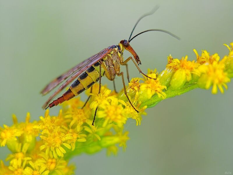 скорпионница *** фото превью