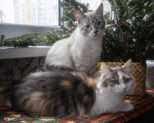 Устали ждать Новый год!