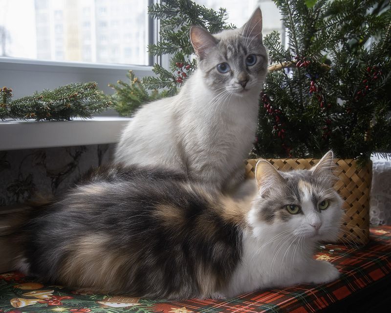 животные, питомцы, пушистики, кошки, зима, елка Устали ждать Новый год! фото превью