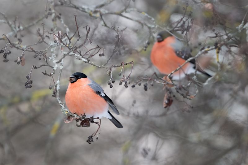 Садовые яблоки... фото превью