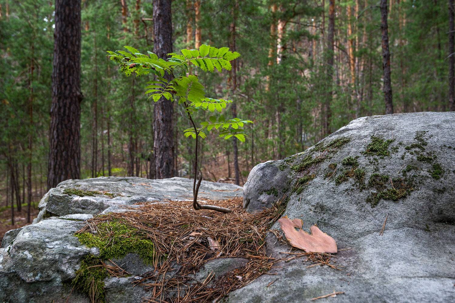 лес скрипино валуны рябина, Владислав Никишин