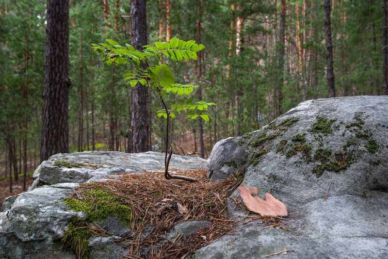 лес скрипино валуны рябина Прижился... фото превью