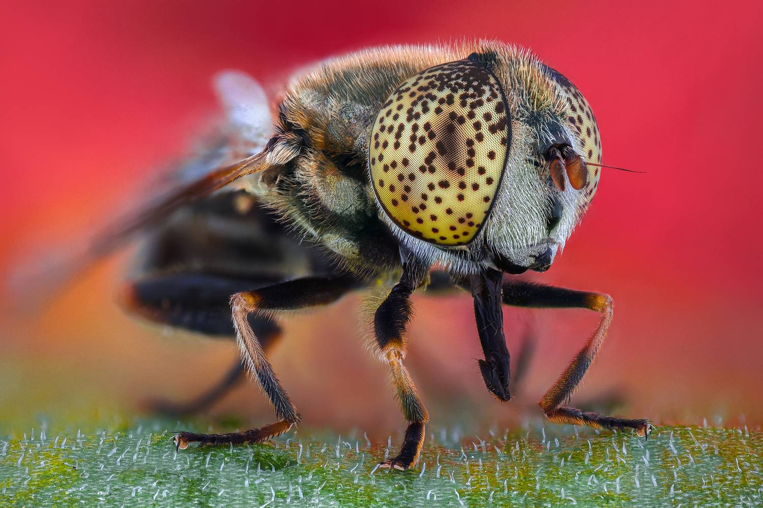 ceclii, macro, Tsvetan Ganev