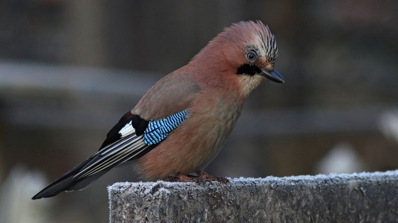 обыкновенная сойка,  сойка, кареза,garrulus glandarius, eurasian jay, jay Разбойница фото превью
