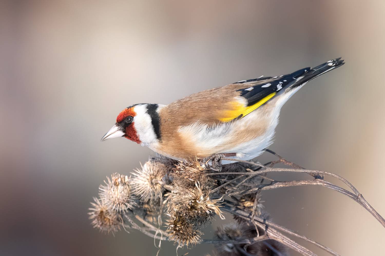 щегол, природа, фотоохота, птицы, осень, репейник, goldfinch, birds, birdwatching, Михаил Ездаков