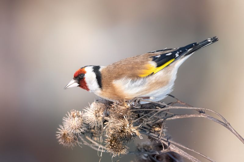 щегол, природа, фотоохота, птицы, осень, репейник, goldfinch, birds, birdwatching Щегол на репейнике фото превью