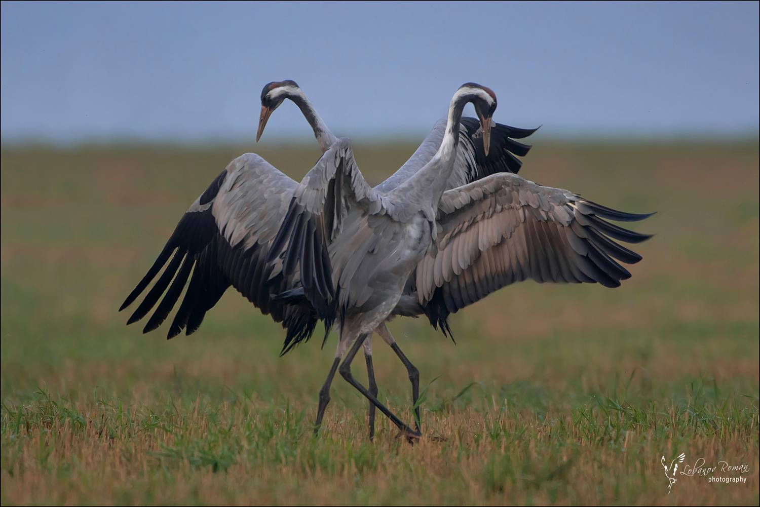 серый, журавль, лобанов, птицы, пересвет, Лобанов Роман