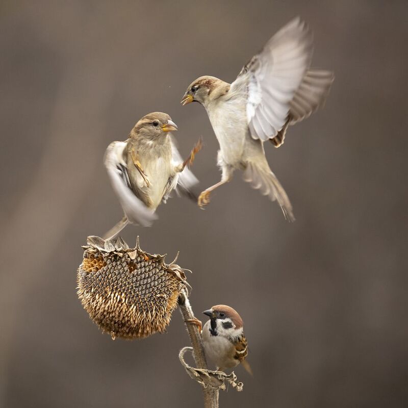 природа *** фото превью