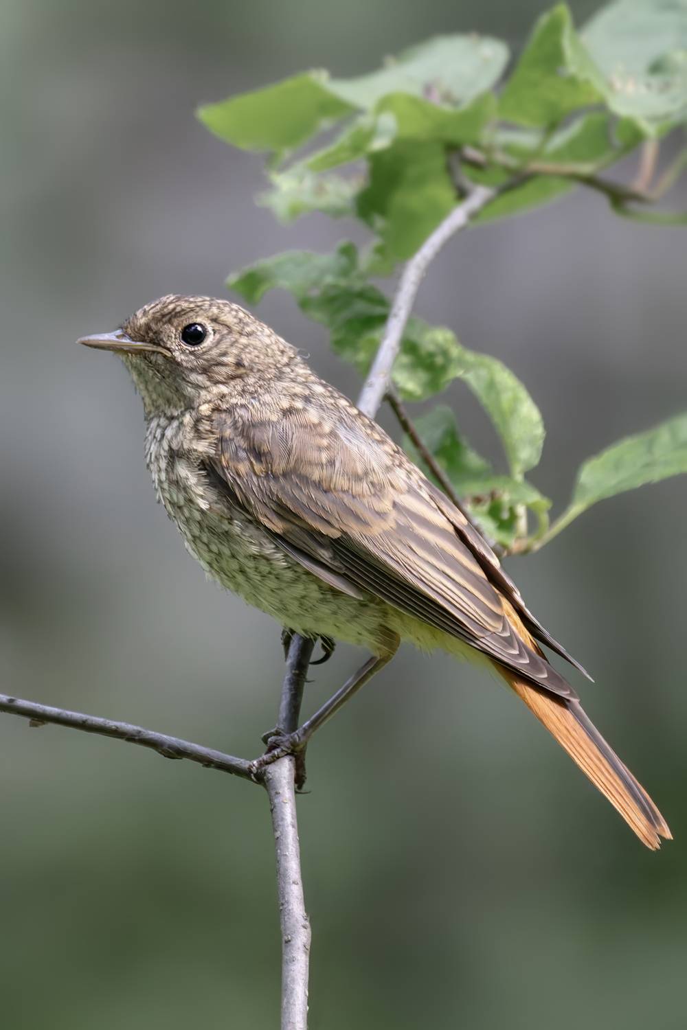 птицы, природа, горихвостка, Abdalova Tatiana