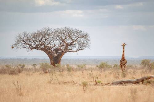 Баобаб и жираф из Восточного Цаво..