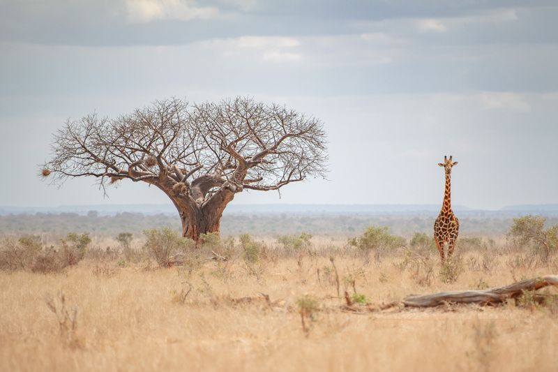африка. кения жираф, баобаб Баобаб и жираф из Восточного Цаво.. фото превью